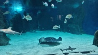 Schwarzflecken-Stechrochen, Sandbankhai und Gei�brassen